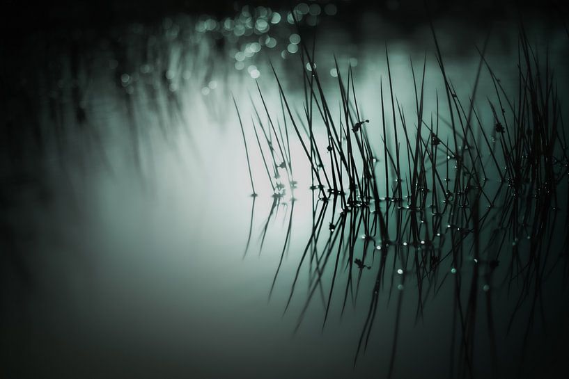 Groovy Green Grass by audreyhoubenfotografie