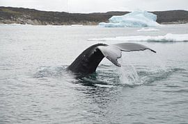 in der Nähe des Bootes von Olij in Nature