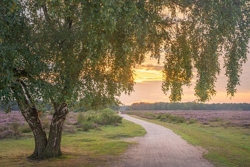 Sunset Westerheide with purple heather and green tree
