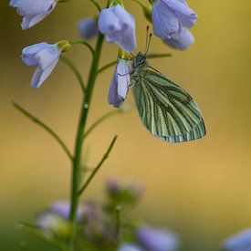 Vlinder op Pinksterbloem van Arjen Hartog
