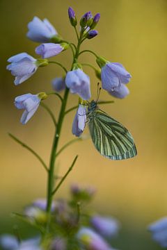 Vlinder op Pinksterbloem van Arjen Hartog