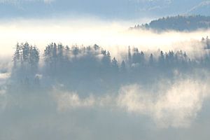 Matin de brouillard sur Bernhard Kaiser