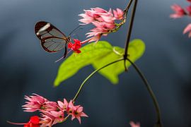 Glasschmetterling von Inge Bogaards