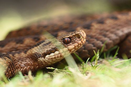 Adder in het gras