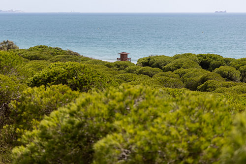 Ochtendzicht over een dicht mediterraan dennenbos, natuurreservaat Pinar De La Almadraba, Pinares De Rota, Rota, Cádiz, Andalusië, Spanje