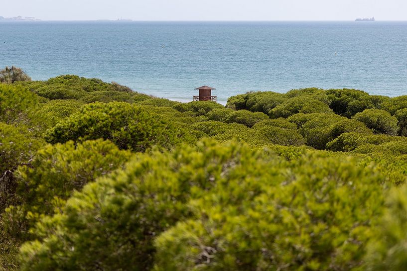 Ochtendzicht over een dicht mediterraan dennenbos, natuurreservaat Pinar De La Almadraba, Pinares De Rota, Rota, Cádiz, Andalusië, Spanje van Fotos by Jan Wehnert