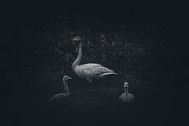 Wildschwan mit Jungvogel
