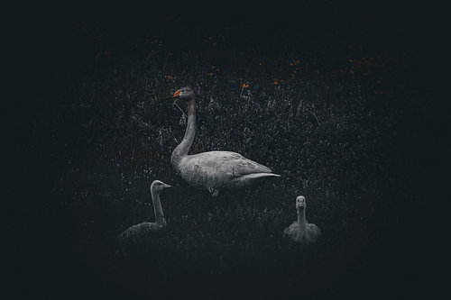 Cygne sauvage avec son petit sur Rando Kromkamp Natuurfotograaf