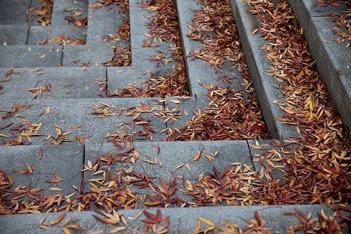 Nature réelle Nature morte Feuilles sur les escaliers