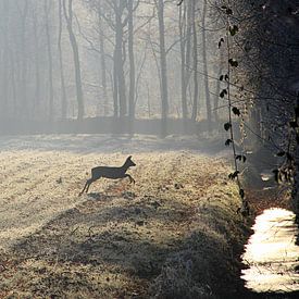 Hertje in de mistige morgen... sur Silvia van Zutphen