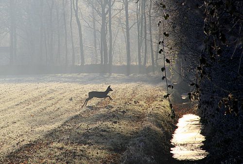 Hertje in de mistige morgen...