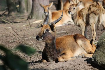 Bosbok by Tatjana Korneeva