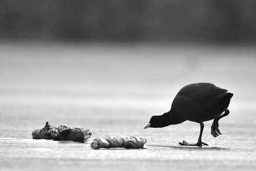 Meerkoet zwart wit op ijs