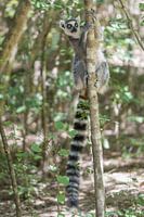The ring-tailed lemur