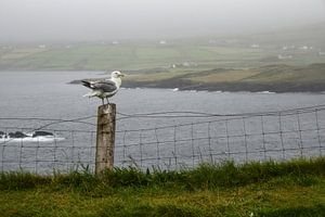 Île de Valentia, Irlande