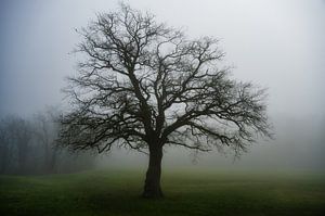 Die Eiche