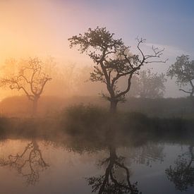 Bomen bij zonsopkomst in de mist van Waldo Kersten