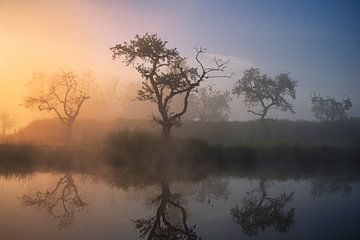 Bomen bij zonsopkomst in de mist van Waldo Kersten