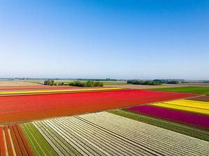 Tulpen in landwirtschaftlichen Feldern im Frühling