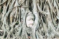 Buddha in Thailand (Ayutthaya) von Wendy Duchain Miniaturansicht