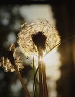 Dandelion evening light