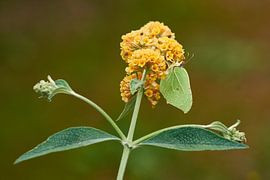 Citrine butterfly on butterfly bush by Karin Jähne
