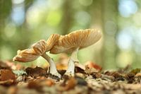 Paddenstoelen