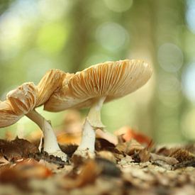 Paddenstoelen van Anita Kortus