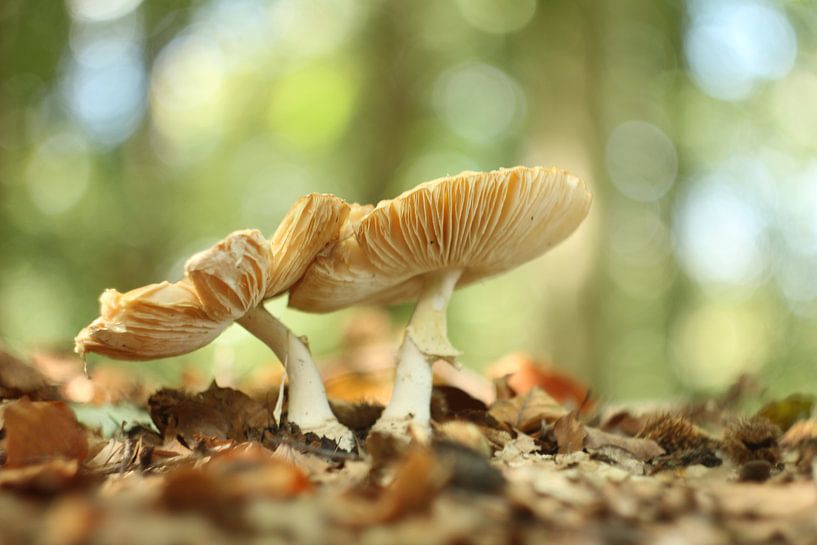 Paddenstoelen by Anita Kortus