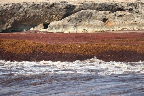 Wier op de kust van Bonaire.