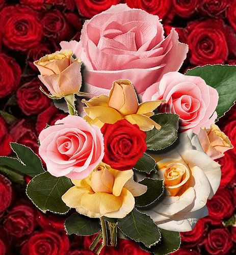 Grote bos rozen in meerdere kleuren. Rood, Oranje, Geel,  en Roze met wit.