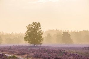 Blühende Heidekrautpflanzen in einer Heidelandschaft bei Sonnenaufgang