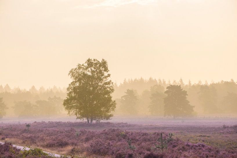 Blooming Heather plants in Heathland landscape during sunrise by Sjoerd van der Wal Photography