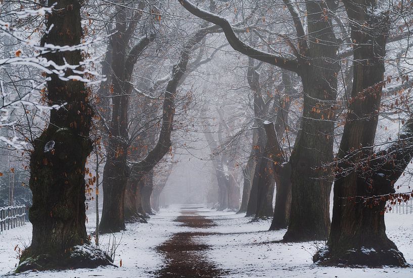Winters pad van Loris Photography