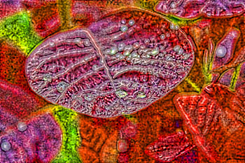 colorful leaves