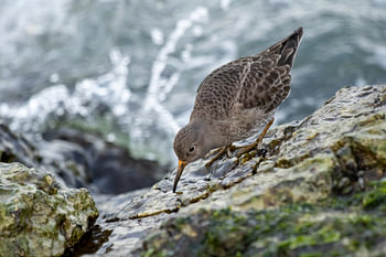 Piedmont stint on the pier of IJmuiden