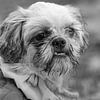 Zwart-wit Portret van een Shih Tzu van Kristof Leffelaer