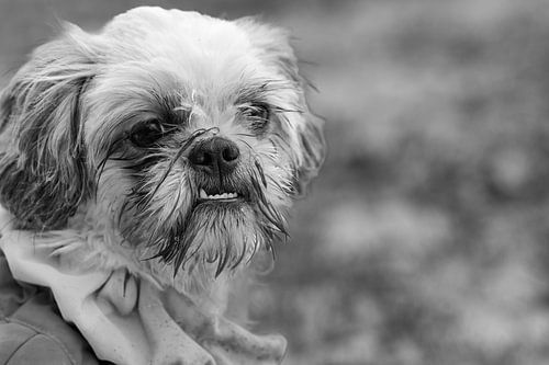 Zwart-wit Portret van een Shih Tzu