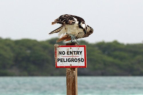 Le balbuzard pêcheur prend place dans un endroit approprié