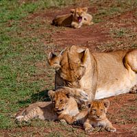 Löwin mit Babys