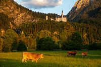 Neuschwanstein Castle in the evening light in Schwangau / Bavaria / Germany