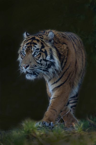 Sibirischer Tiger, (Panthera tigris altaica) von Gert Hilbink