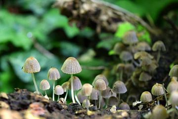 Kleine paddenstoelen in het bos van Nicolette Vermeulen