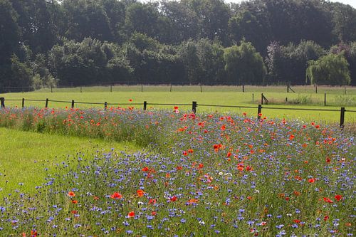Klaprozen en korenbloemen