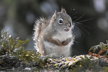 A red squirrel in winter by Claude Laprise