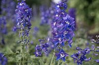 Fleurs violettes