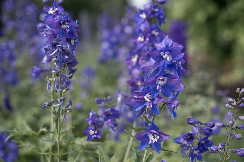 Purple flowers by Charley Aimée
