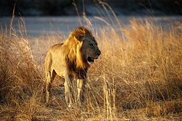 Lion, South Luangwa National Park by Marco Kost