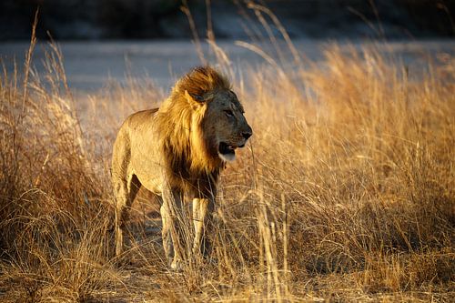 Lion, South Luangwa National Park