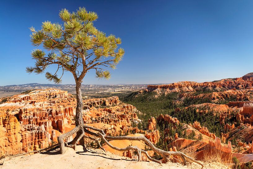 Inspiration Point, Bryce Canyon, Utah, USA by Markus Lange
